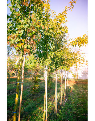 Fluweel esdoorn | acer davidii