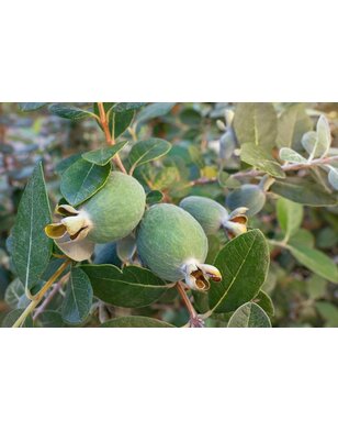 Ananasguave |  Feijoa sellowiana