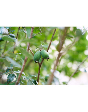 Ananasguave |  Feijoa sellowiana