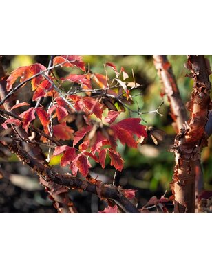 Papieresdoorn | Acer griseum