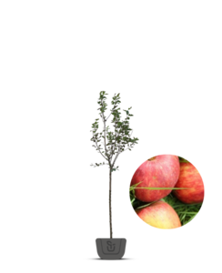 Appelboom | Malus domestica Kaiser Wilhelm