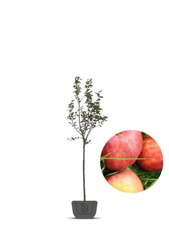 Appelboom | Malus domestica Kaiser Wilhelm