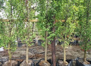Makkelijk & milieuvriendelijk: deze bomen passen perfect in jouw tuin