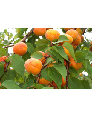 Abrikoos | Prunus armeniaca Tros Oranje