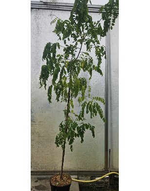 Kronkel acacia | Robinia Twisty Baby