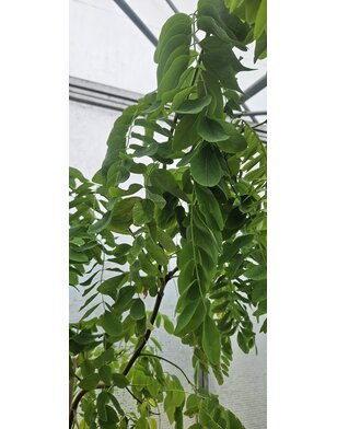 Kronkel acacia | Robinia Twisty Baby