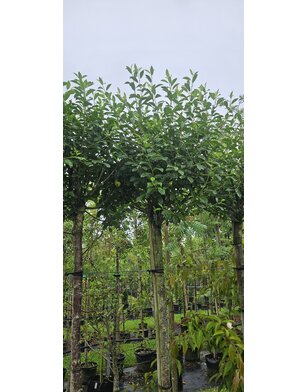 Bolkers | Prunus eminensis Umbraculifera | bolboom