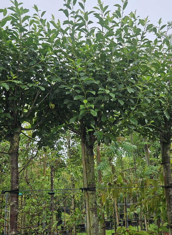 Bolkers | Prunus eminensis Umbraculifera | bolboom