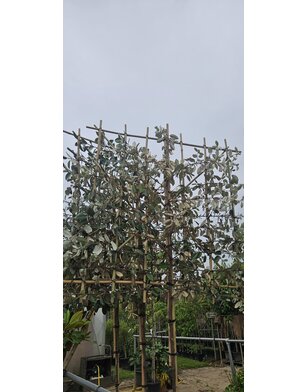 Olijfwilg als groenblijvende leiboom | Elaeagnus ebbingei