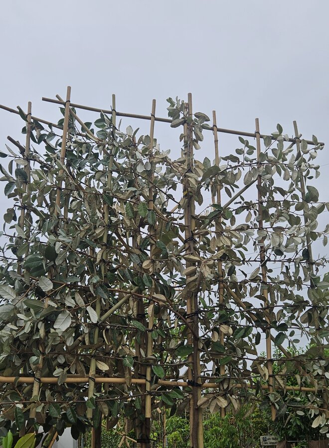 Olijfwilg als groenblijvende leiboom | Elaeagnus ebbingei