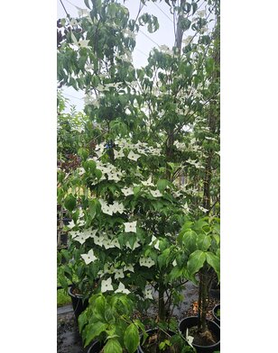 Japanse kornoelje | Cornus kousa Milky Way