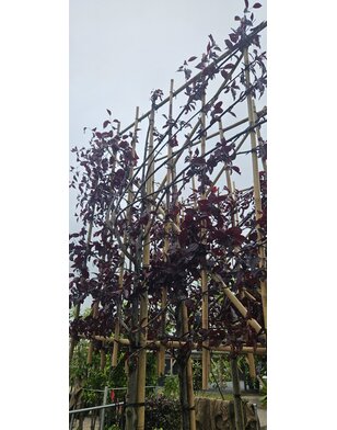 Leisierpruim | Prunus cerasifera Nigra