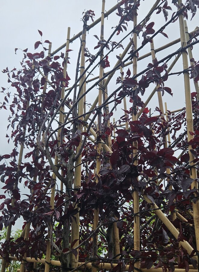 Leisierpruim | Prunus cerasifera Nigra