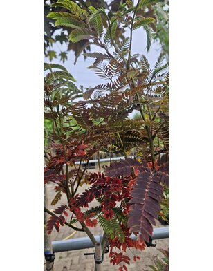 Perzische slaapboom | Albizia julibr. 'Evi's Pride'