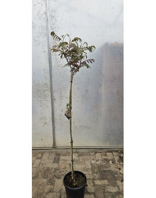 Perzische slaapboom | Albizia julibr. 'Evi's Pride'