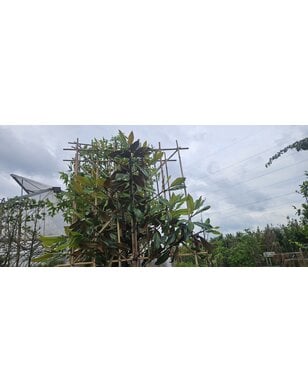 Wintergroene Magnolia grand. Galissoniere | leiboom