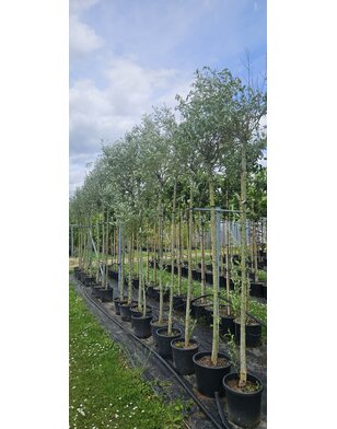 Knotwilg | Salix alba