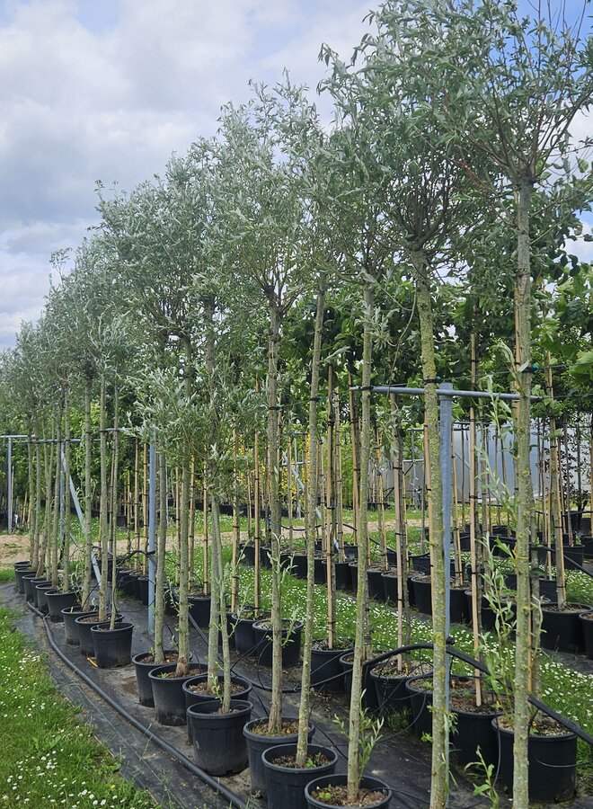 Knotwilg | Salix alba