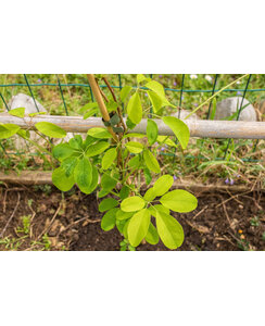 Schijnaugurk - Akebia Quinata Cream Form