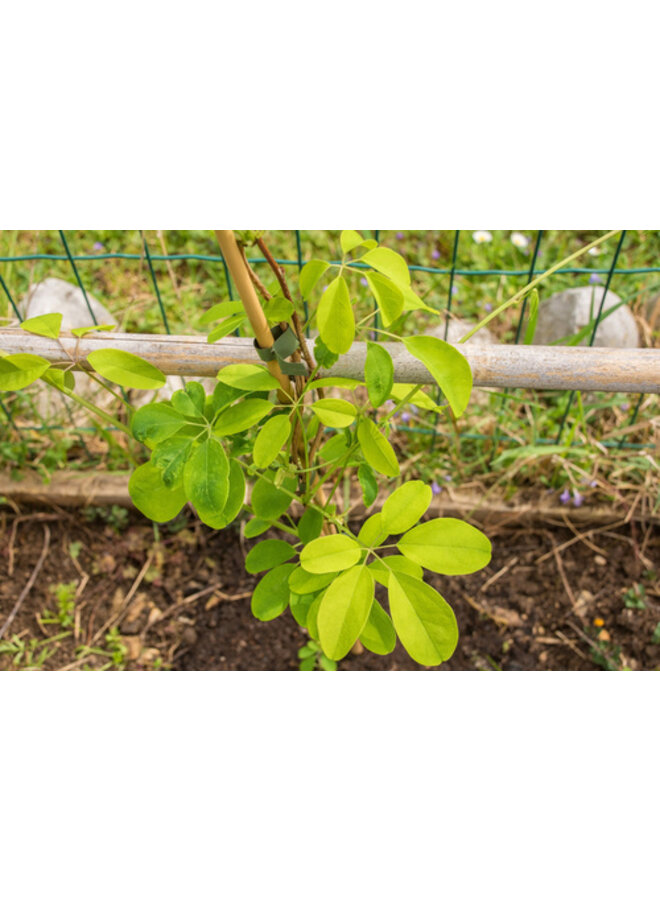 Schijnaugurk - Akebia Quinata Cream Form