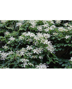 Schizophragma hydrangeoides | Japanse schijnhortensia