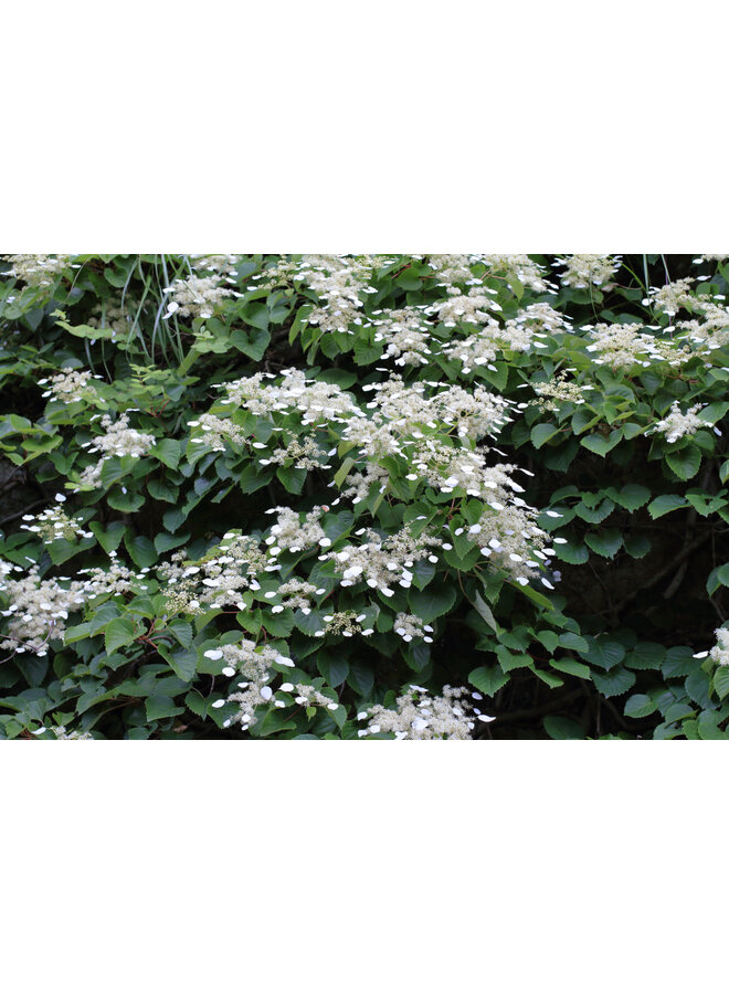 Schizophragma hydrangeoides | Japanse schijnhortensia