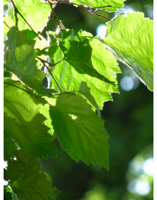 Hazelaar meerstammig | Corylus avellana