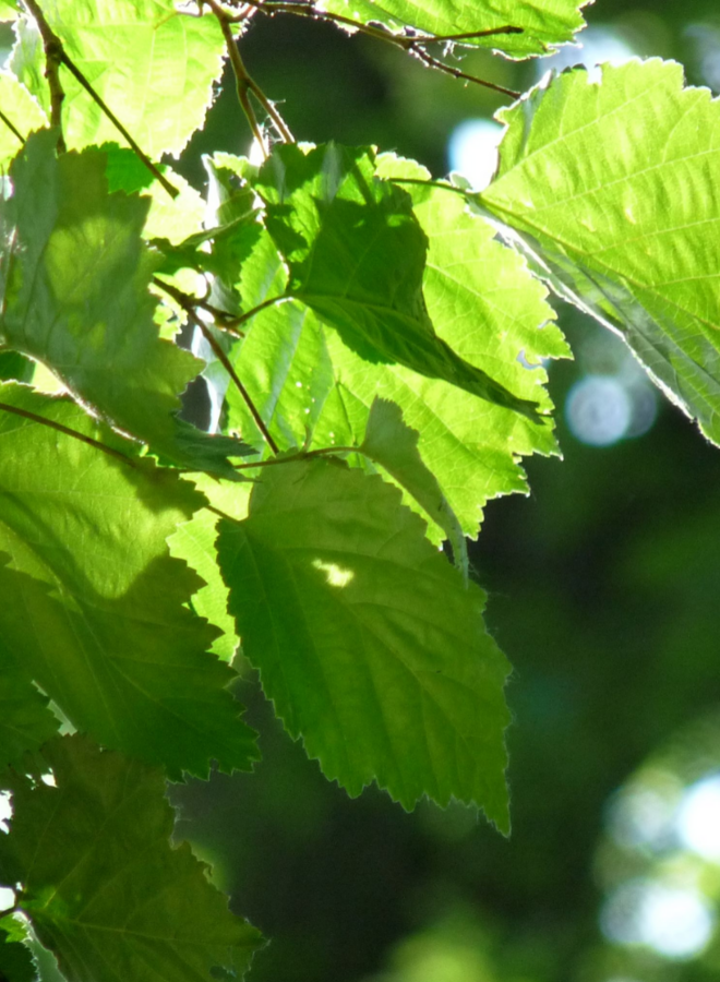 Hazelaar meerstammig | Corylus avellana