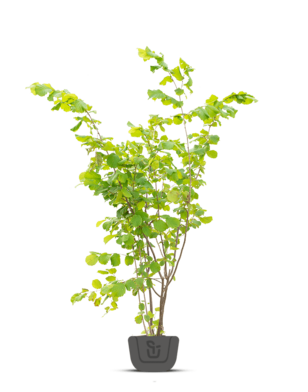 Hazelaar meerstammig | Corylus avellana