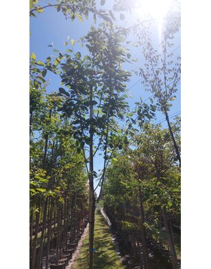 Krentenboom | Amelanchier arborea Robin Hill