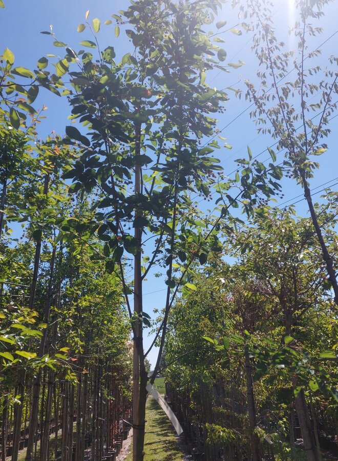 Krentenboom | Amelanchier arborea Robin Hill