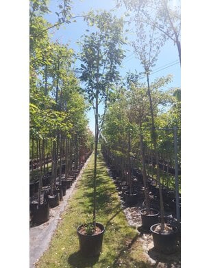 Krentenboom | Amelanchier arborea Robin Hill