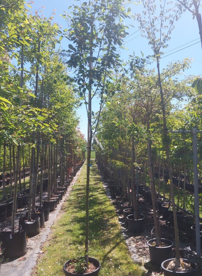 Krentenboom | Amelanchier arborea Robin Hill