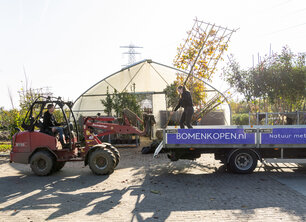 Bomen aanplanten in Juni? Jazeker!
