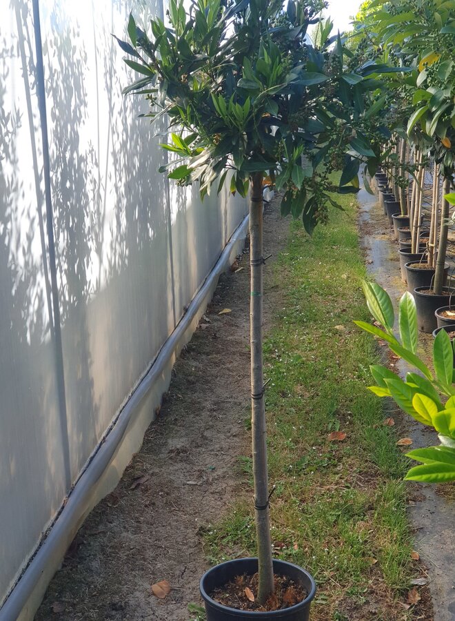 Bol laurier | Prunus laurocerasus Otto Luyken