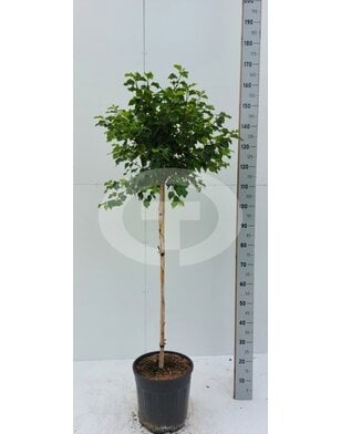 Bolberk - Betula pendula Magical Globe