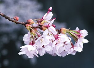 Top 10 mooiste bomen voor in je tuin