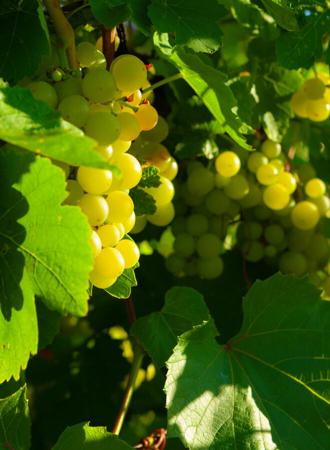 Druif | Vitis 'Chas. Doré de Fontainebleau