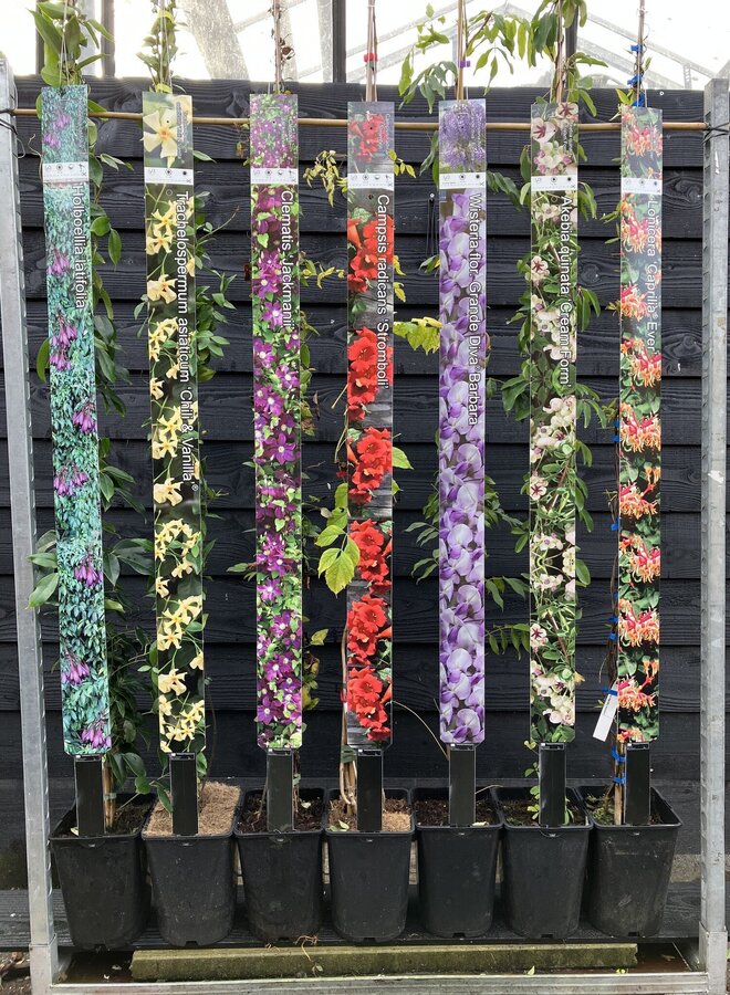 Kamperfoelie | Lonicera heckr. 'American Beauty'