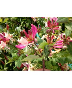 Kamperfoelie | Lonicera heckr. 'American Beauty'