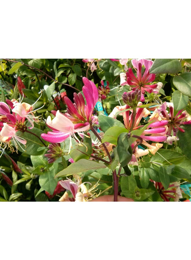 Kamperfoelie | Lonicera heckr. 'American Beauty'