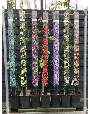 Kamperfoelie | Lonicera brownii 'Dropmore Scarlet'