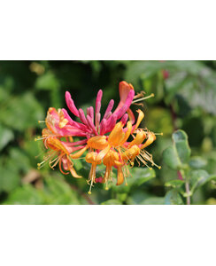 Kamperfoelie | Lonicera heckr. 'Goldflame'