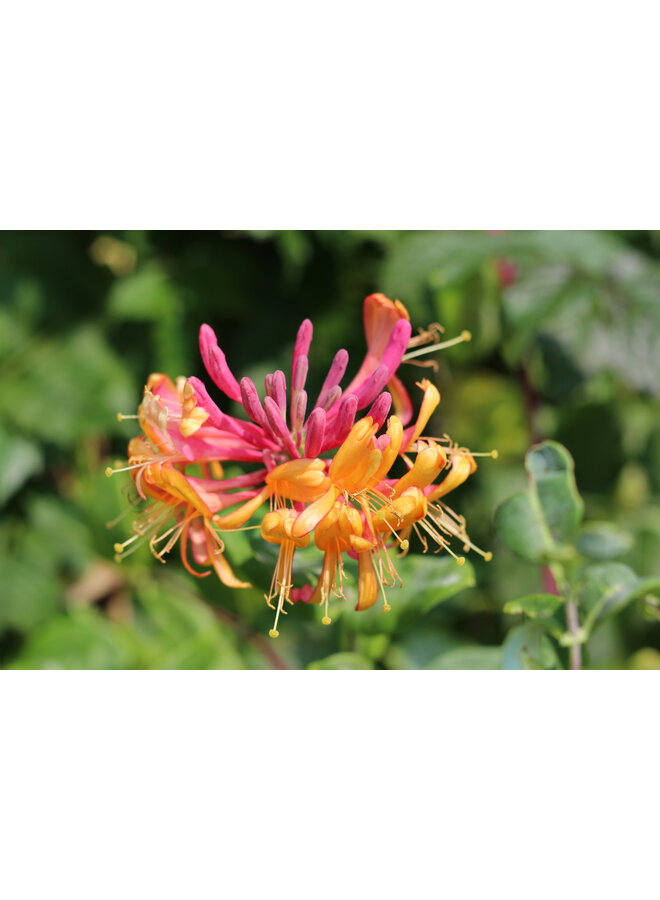 Kamperfoelie | Lonicera heckr. 'Goldflame'