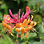 Kamperfoelie | Lonicera heckr. 'Goldflame'