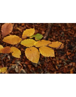 Groene zuilbeuk | Fagus syl. Dawyck