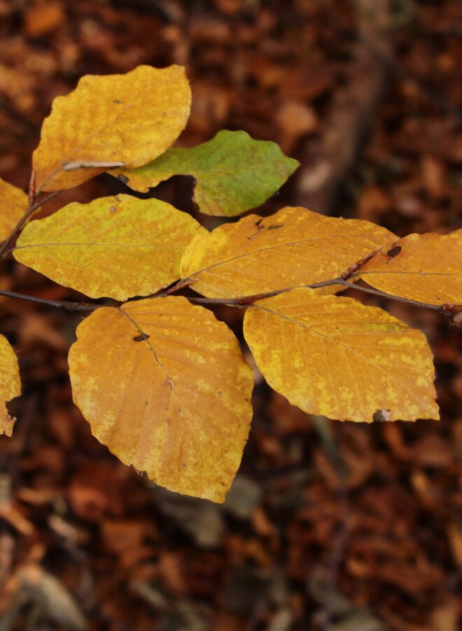 Groene zuilbeuk | Fagus syl. Dawyck