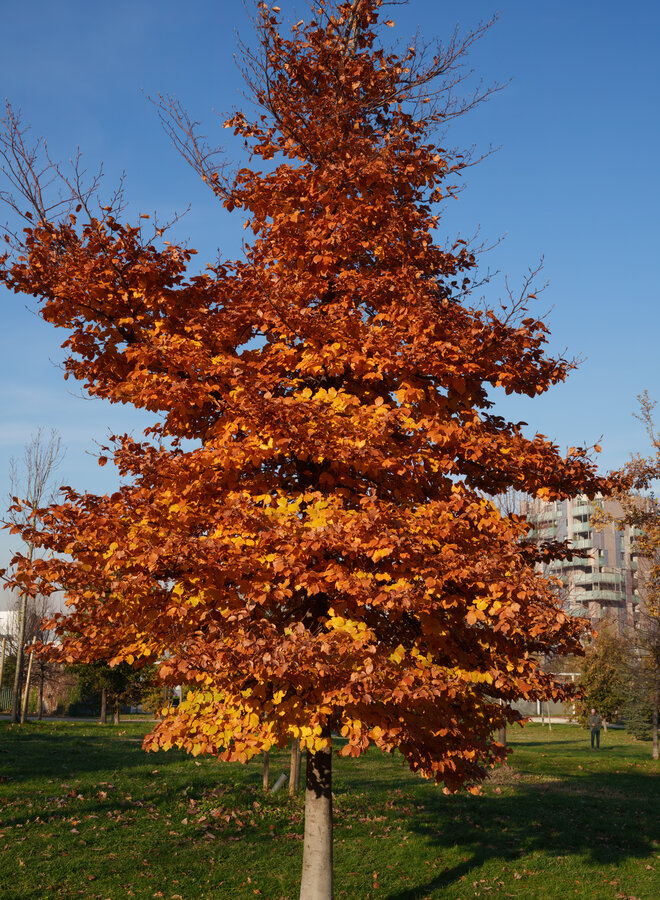 Groene zuilbeuk | Fagus syl. Dawyck