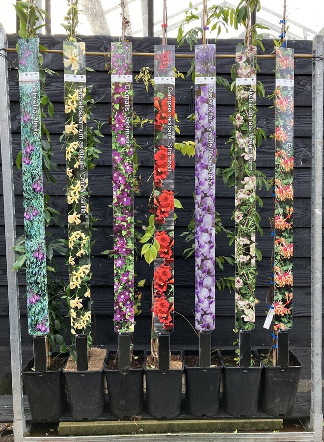 Kamperfoelie | Lonicera  jap. 'Hall's Prolific'