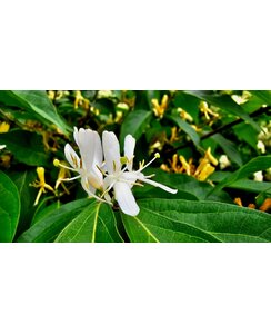 Kamperfoelie | Lonicera jap. 'Hall's Prolific'